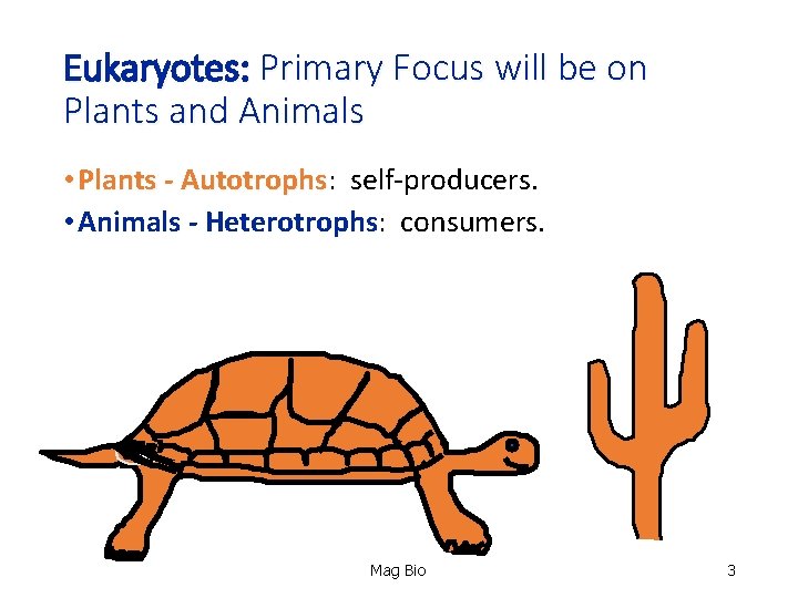 Eukaryotes: Primary Focus will be on Plants and Animals • Plants - Autotrophs: self-producers.