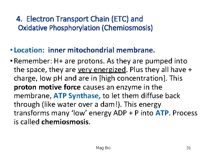 4. Electron Transport Chain (ETC) and Oxidative Phosphorylation (Chemiosmosis) • Location: inner mitochondrial membrane.