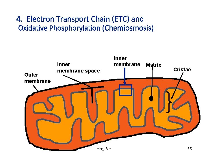 4. Electron Transport Chain (ETC) and Oxidative Phosphorylation (Chemiosmosis) Outer membrane Inner membrane space