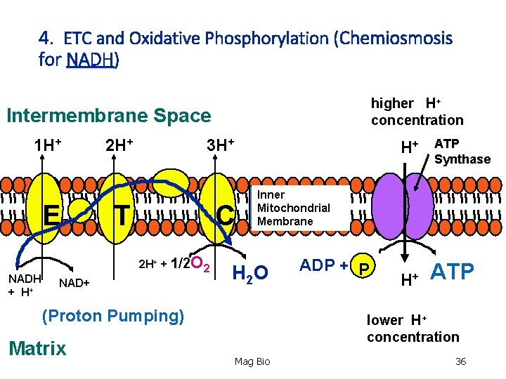 4. ETC and Oxidative Phosphorylation (Chemiosmosis for NADH) higher H+ concentration Intermembrane Space 1