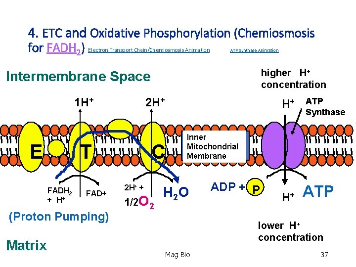 4. ETC and Oxidative Phosphorylation (Chemiosmosis for FADH 2) Electron Transport Chain/Chemiosmosis Animation ATP