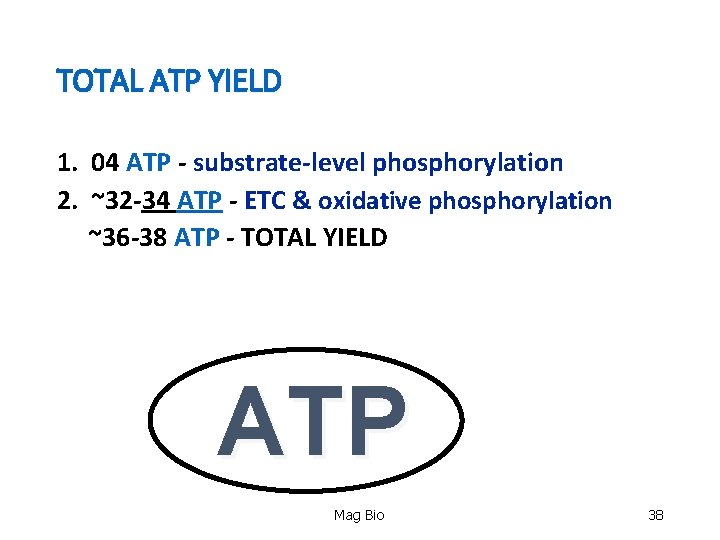 TOTAL ATP YIELD 1. 04 ATP - substrate-level phosphorylation 2. ~32 -34 ATP -