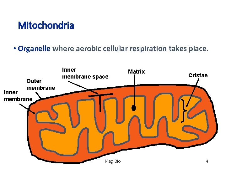 Mitochondria • Organelle where aerobic cellular respiration takes place. Organelle Outer membrane Inner membrane