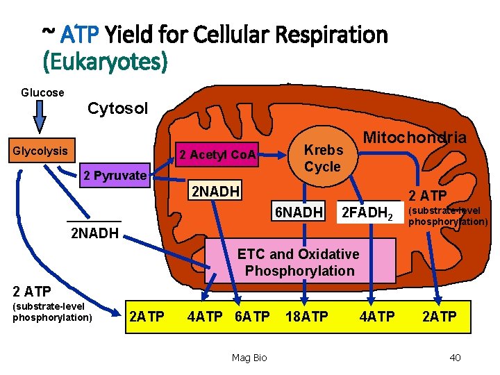 ~ ATP Yield for Cellular Respiration (Eukaryotes) Glucose Cytosol Glycolysis 2 Acetyl Co. A