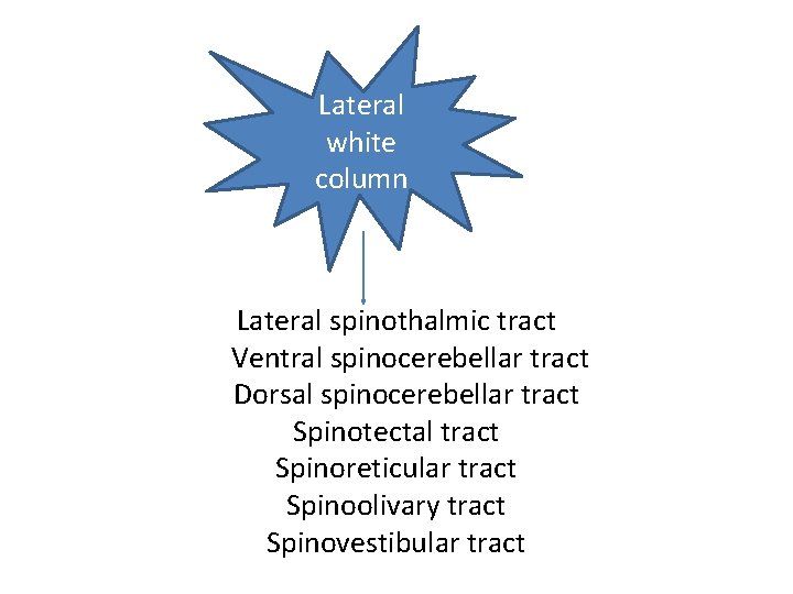 Lateral white column Lateral spinothalmic tract Ventral spinocerebellar tract Dorsal spinocerebellar tract Spinotectal tract