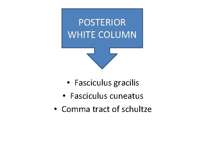 POSTERIOR WHITE COLUMN • Fasciculus gracilis • Fasciculus cuneatus • Comma tract of schultze