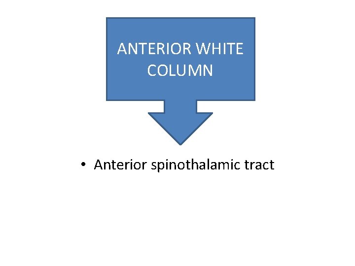 ANTERIOR WHITE COLUMN • Anterior spinothalamic tract 