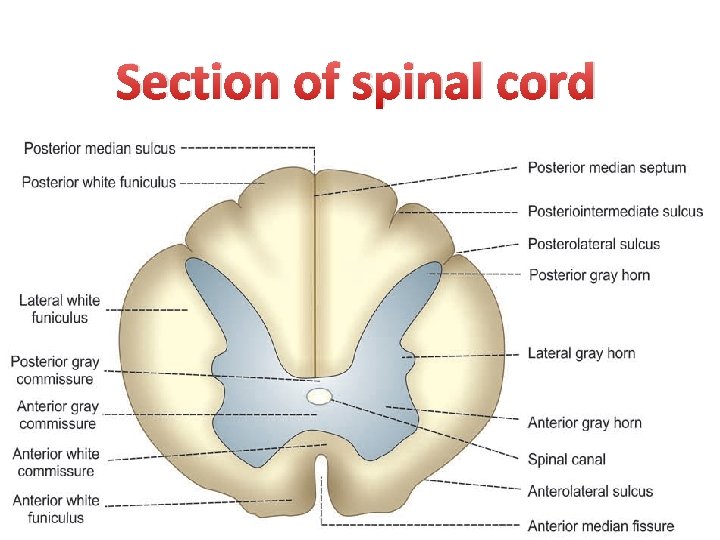 Section of spinal cord 
