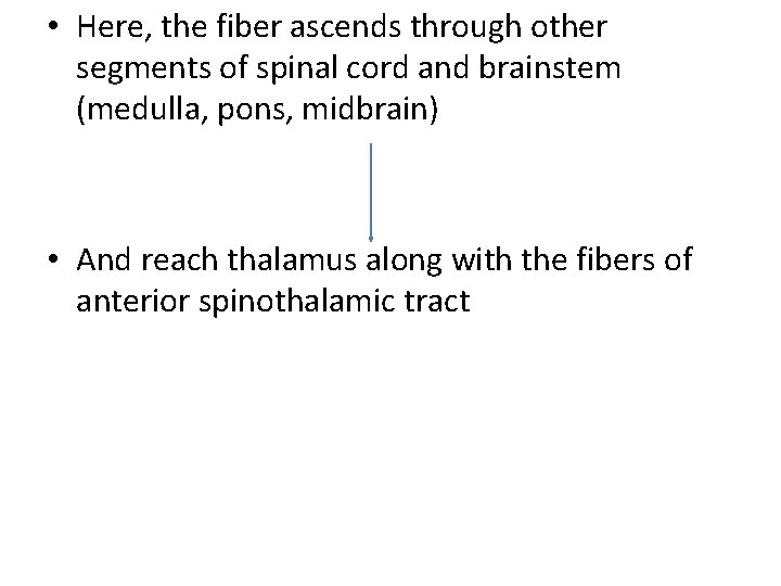  • Here, the fiber ascends through other segments of spinal cord and brainstem