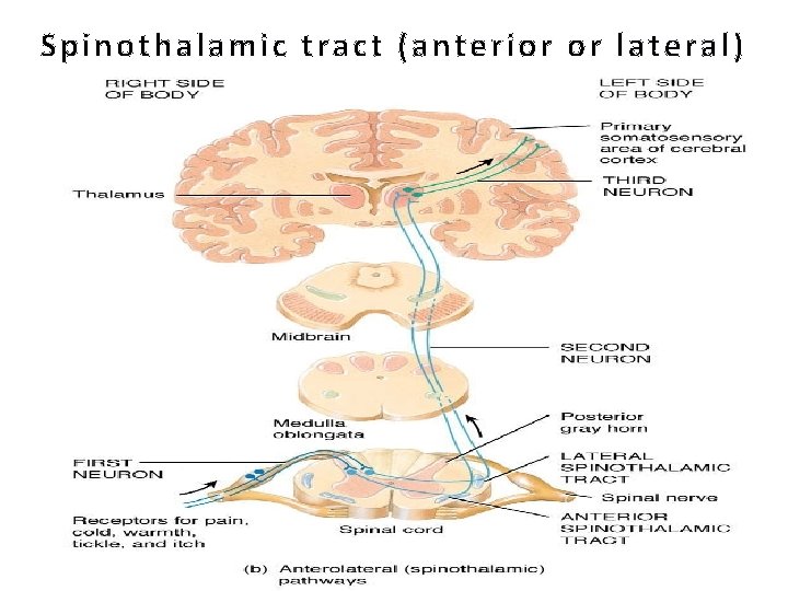 Spinothalamic tract (anterior or lateral) 