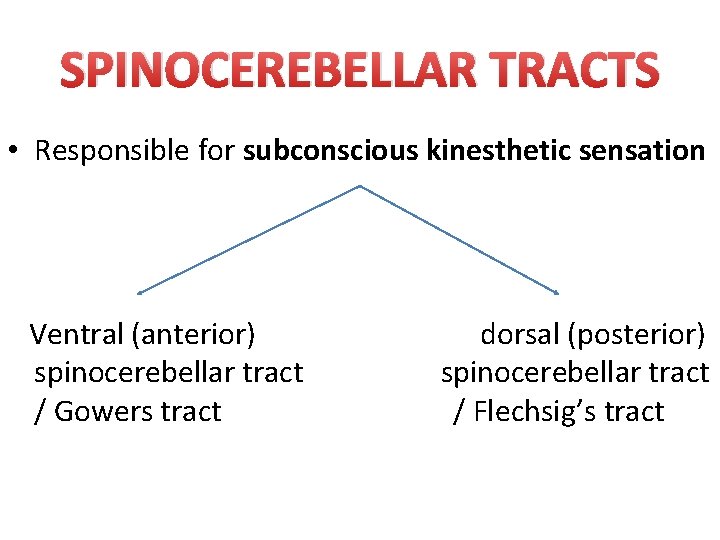 SPINOCEREBELLAR TRACTS • Responsible for subconscious kinesthetic sensation Ventral (anterior) spinocerebellar tract / Gowers SPINOCEREBELLAR TRACTS • Responsible for subconscious kinesthetic sensation Ventral (anterior) spinocerebellar tract / Gowers