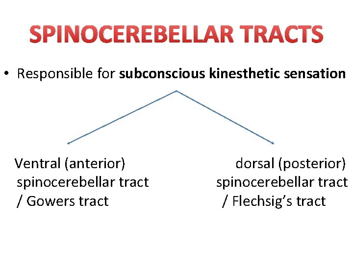 SPINOCEREBELLAR TRACTS • Responsible for subconscious kinesthetic sensation Ventral (anterior) spinocerebellar tract / Gowers