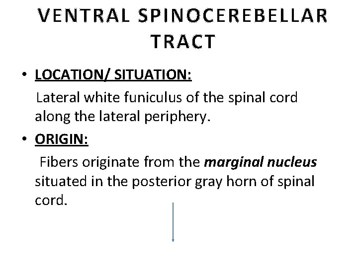 VENTRAL SPINOCEREBELLAR TRACT • LOCATION/ SITUATION: Lateral white funiculus of the spinal cord along