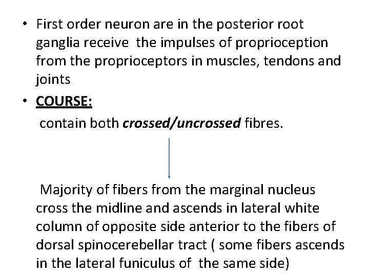  • First order neuron are in the posterior root ganglia receive the impulses