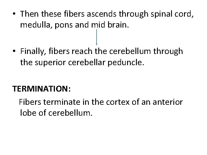  • Then these fibers ascends through spinal cord, medulla, pons and mid brain.
