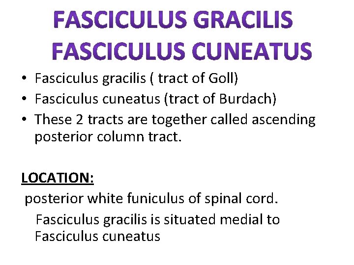  • Fasciculus gracilis ( tract of Goll) • Fasciculus cuneatus (tract of Burdach)