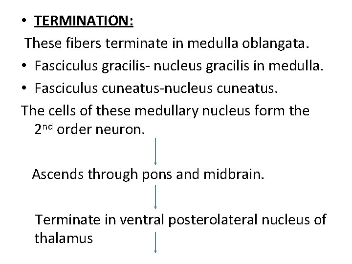  • TERMINATION: These fibers terminate in medulla oblangata. • Fasciculus gracilis- nucleus gracilis