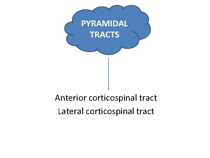 PYRAMIDAL TRACTS Anterior corticospinal tract Lateral corticospinal tract PYRAMIDAL TRACTS Anterior corticospinal tract Lateral corticospinal tract