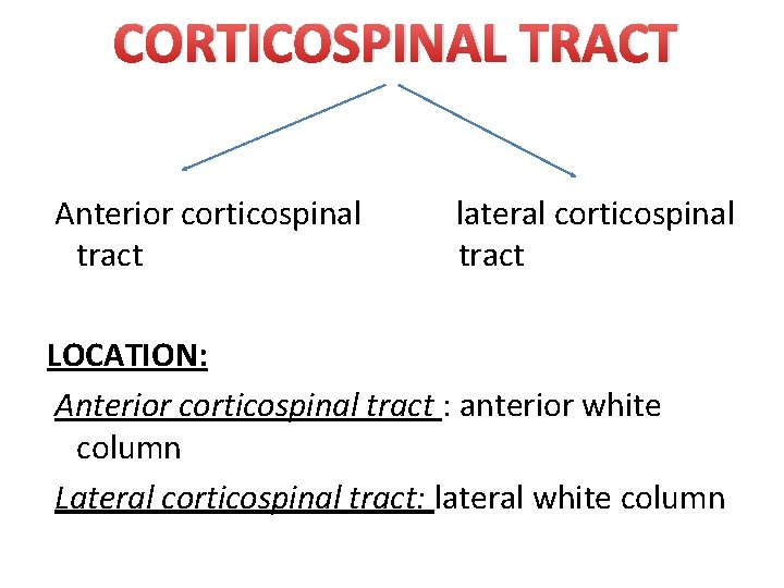 CORTICOSPINAL TRACT Anterior corticospinal tract lateral corticospinal tract LOCATION: Anterior corticospinal tract : anterior
