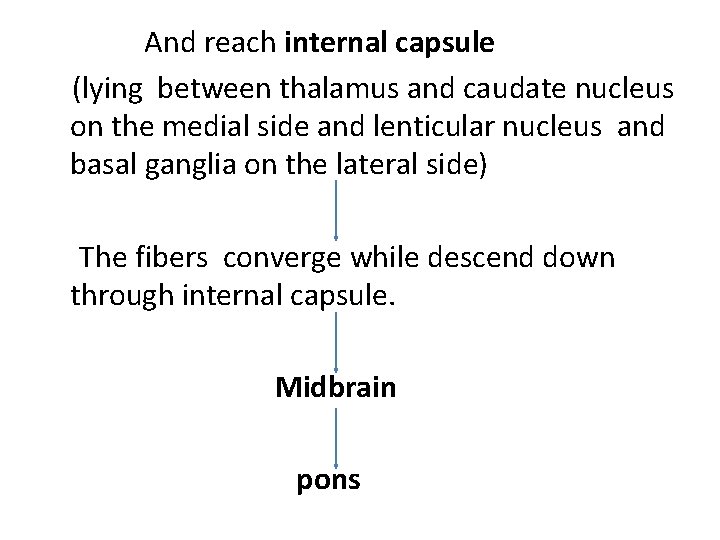 And reach internal capsule (lying between thalamus and caudate nucleus on the medial side