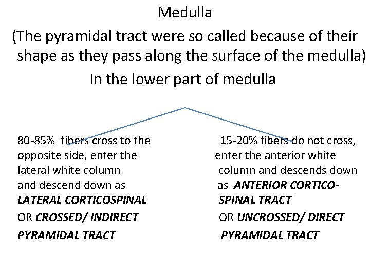 Medulla (The pyramidal tract were so called because of their shape as they pass
