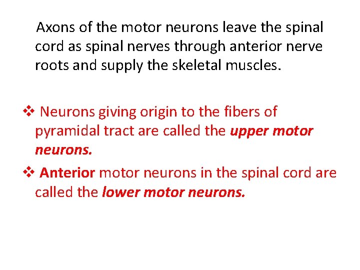 Axons of the motor neurons leave the spinal cord as spinal nerves through anterior