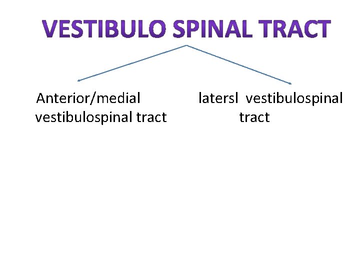 Anterior/medial vestibulospinal tract latersl vestibulospinal tract Anterior/medial vestibulospinal tract latersl vestibulospinal tract