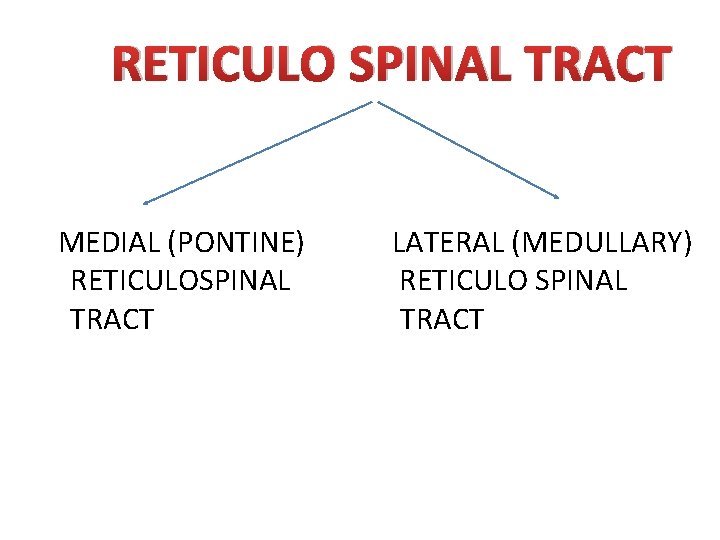 RETICULO SPINAL TRACT MEDIAL (PONTINE) RETICULOSPINAL TRACT LATERAL (MEDULLARY) RETICULO SPINAL TRACT 