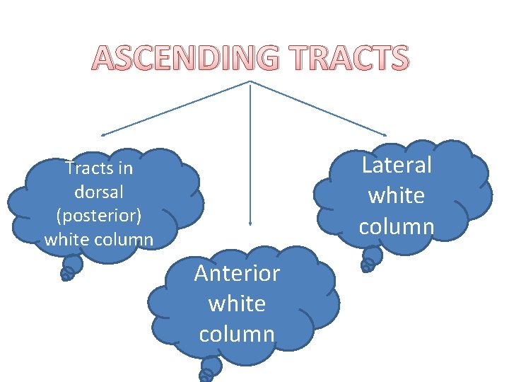 ASCENDING TRACTS Lateral white column Tracts in dorsal (posterior) white column Anterior white column