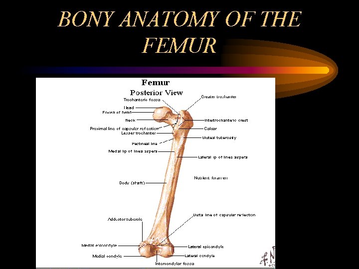 BONY ANATOMY OF THE FEMUR 