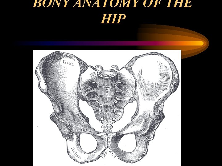 BONY ANATOMY OF THE HIP 
