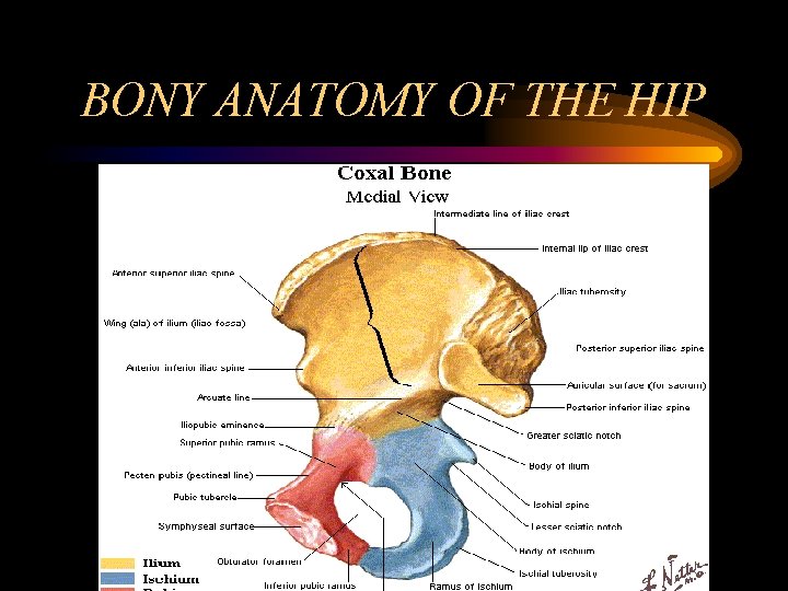 BONY ANATOMY OF THE HIP 