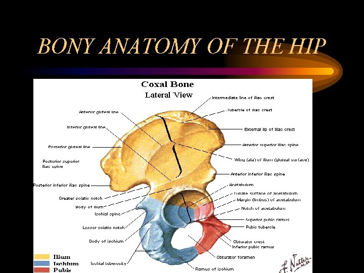 BONY ANATOMY OF THE HIP 