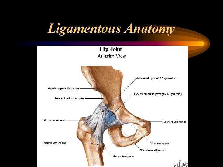 Ligamentous Anatomy 