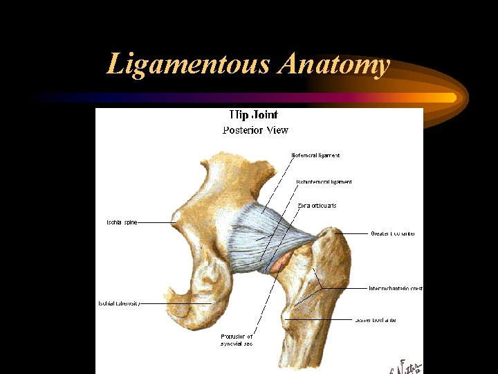 Ligamentous Anatomy 