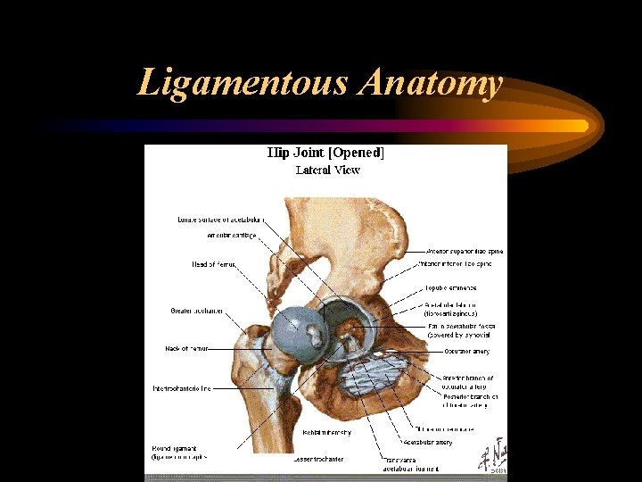 Ligamentous Anatomy 