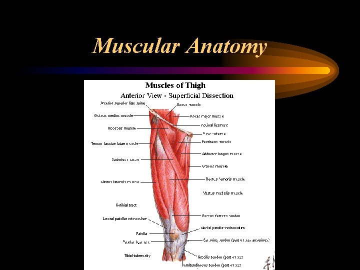 Muscular Anatomy 