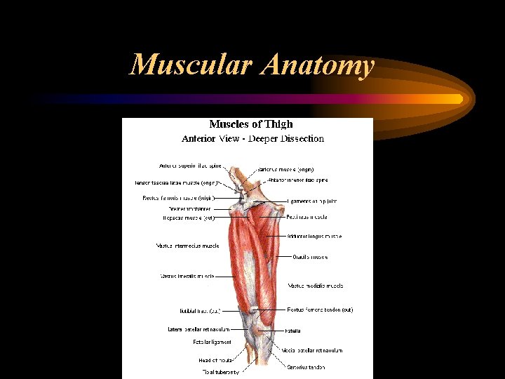 Muscular Anatomy 