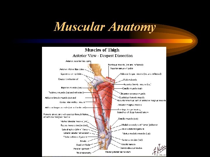 Muscular Anatomy 