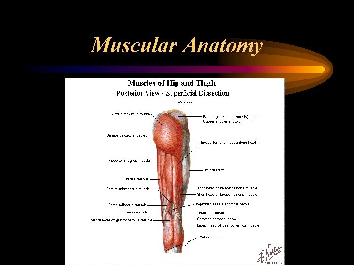 Muscular Anatomy 