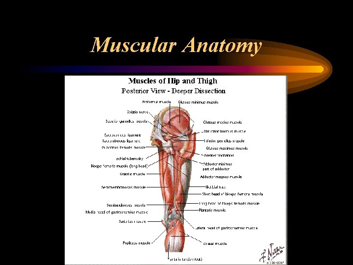 Muscular Anatomy 
