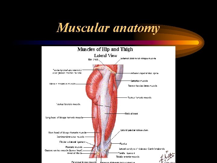 Muscular anatomy 