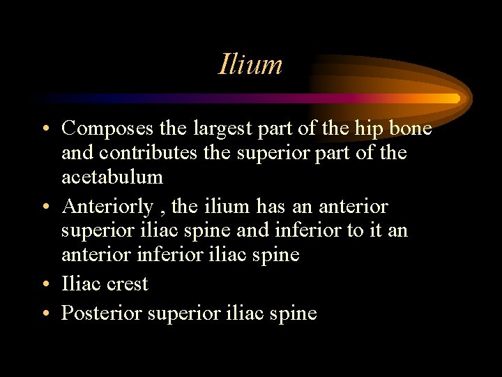 Ilium • Composes the largest part of the hip bone and contributes the superior