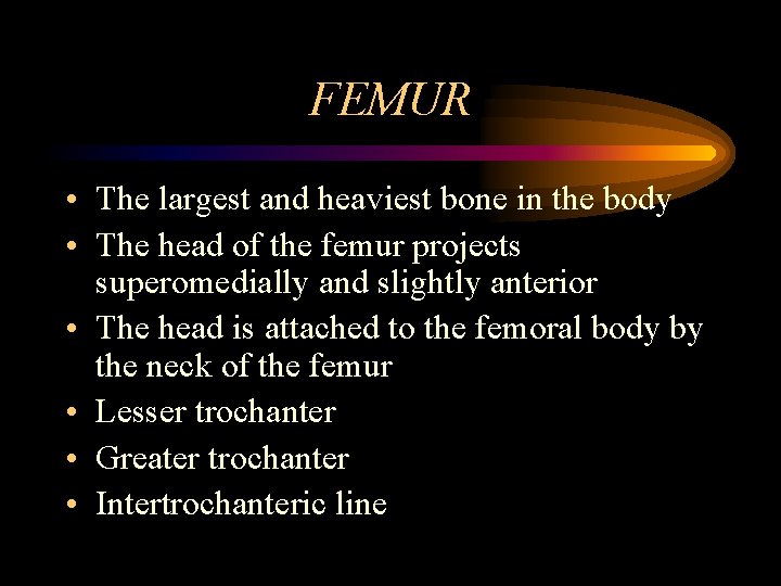 FEMUR • The largest and heaviest bone in the body • The head of