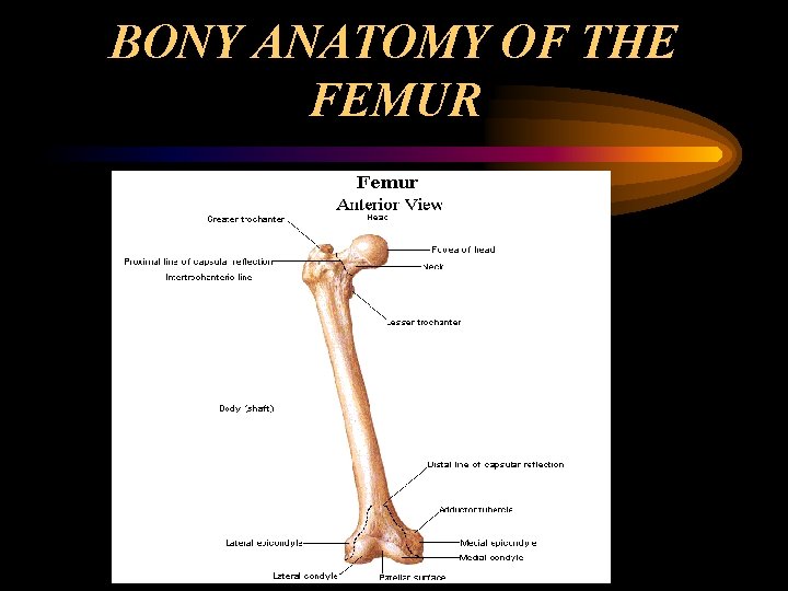 BONY ANATOMY OF THE FEMUR 