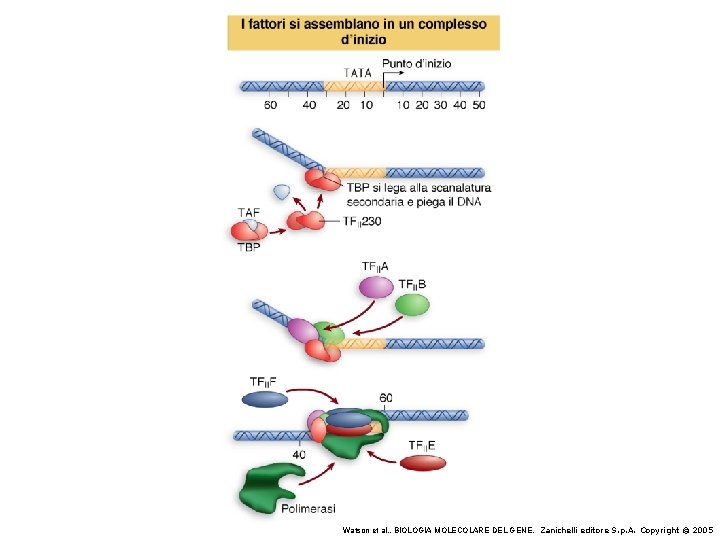 Watson et al. , BIOLOGIA MOLECOLARE DEL GENE, Zanichelli editore S. p. A. Copyright