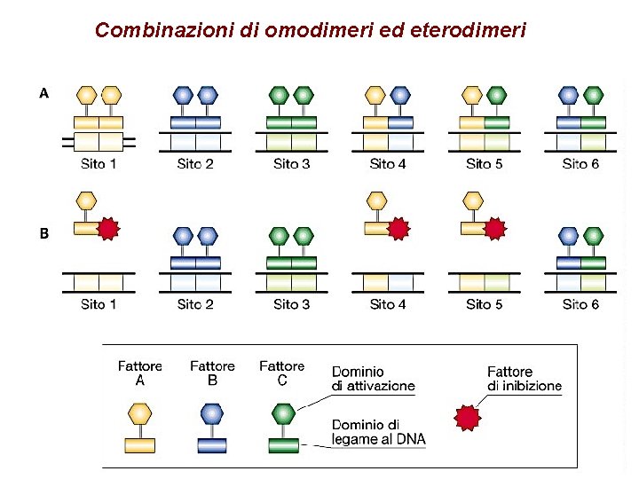 Combinazioni di omodimeri ed eterodimeri 