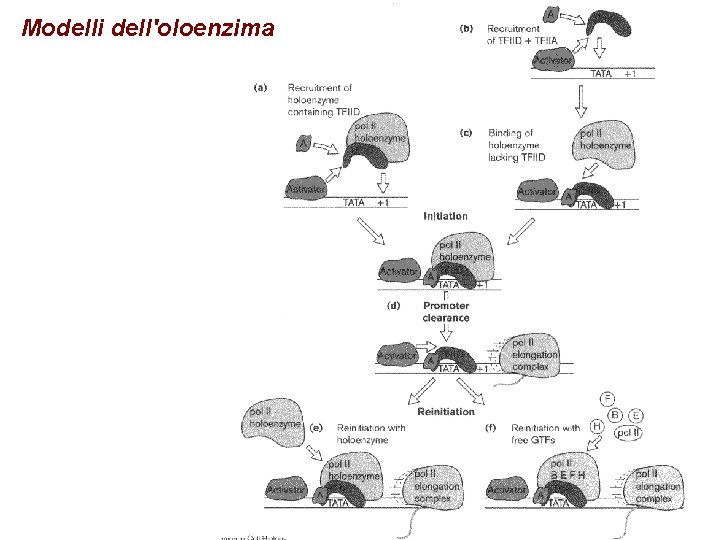 Modelli dell'oloenzima 