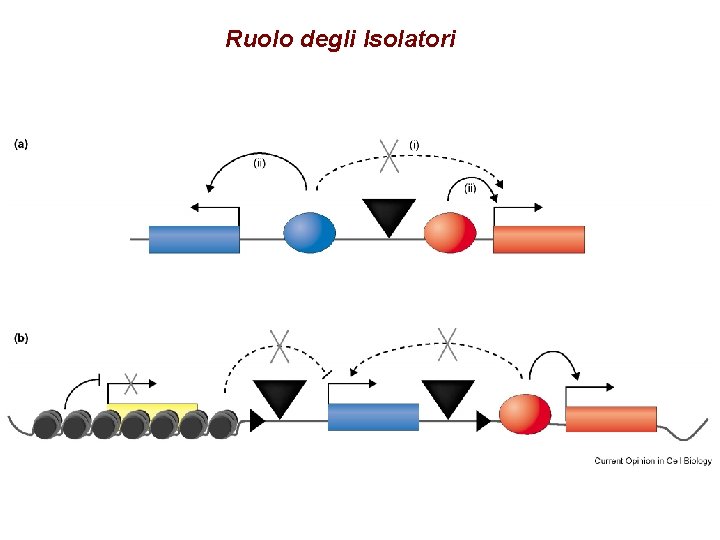 Ruolo degli Isolatori 