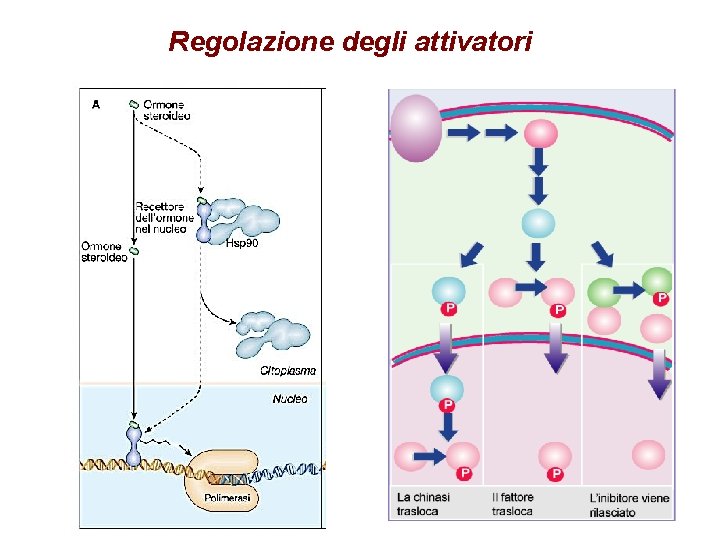 Regolazione degli attivatori 